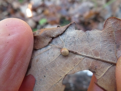 Neuroterus anthracinus