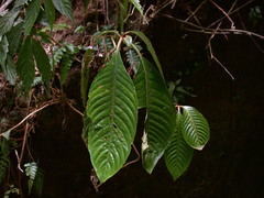 Rhynchotechum formosanum