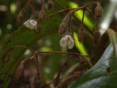 Rhynchotechum formosanum