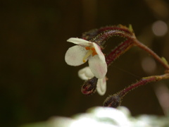 Rhynchotechum formosanum
