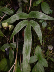 Pteris deltodon