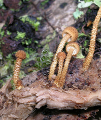 Phaeomarasmius ciliatus