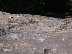 Bulbophyllum melanoglossum