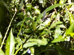Beskia aelops