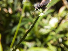 Beskia aelops