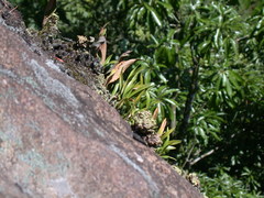 Pholidota cantonensis