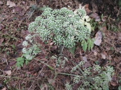 Angelica sylvestris