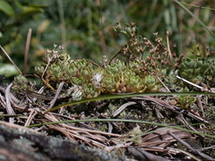 Sedum sekiteiense