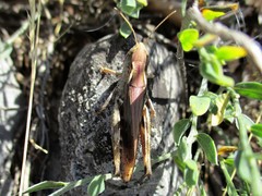 Stenobothrus rubicundulus