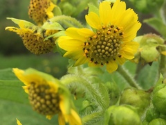 Smallanthus pyramidalis