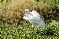 Bubulcus ibis