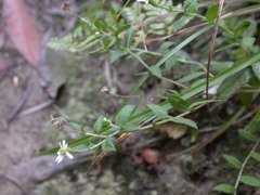 Aster taoyuenensis