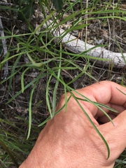 Lomatium marginatum marginatum