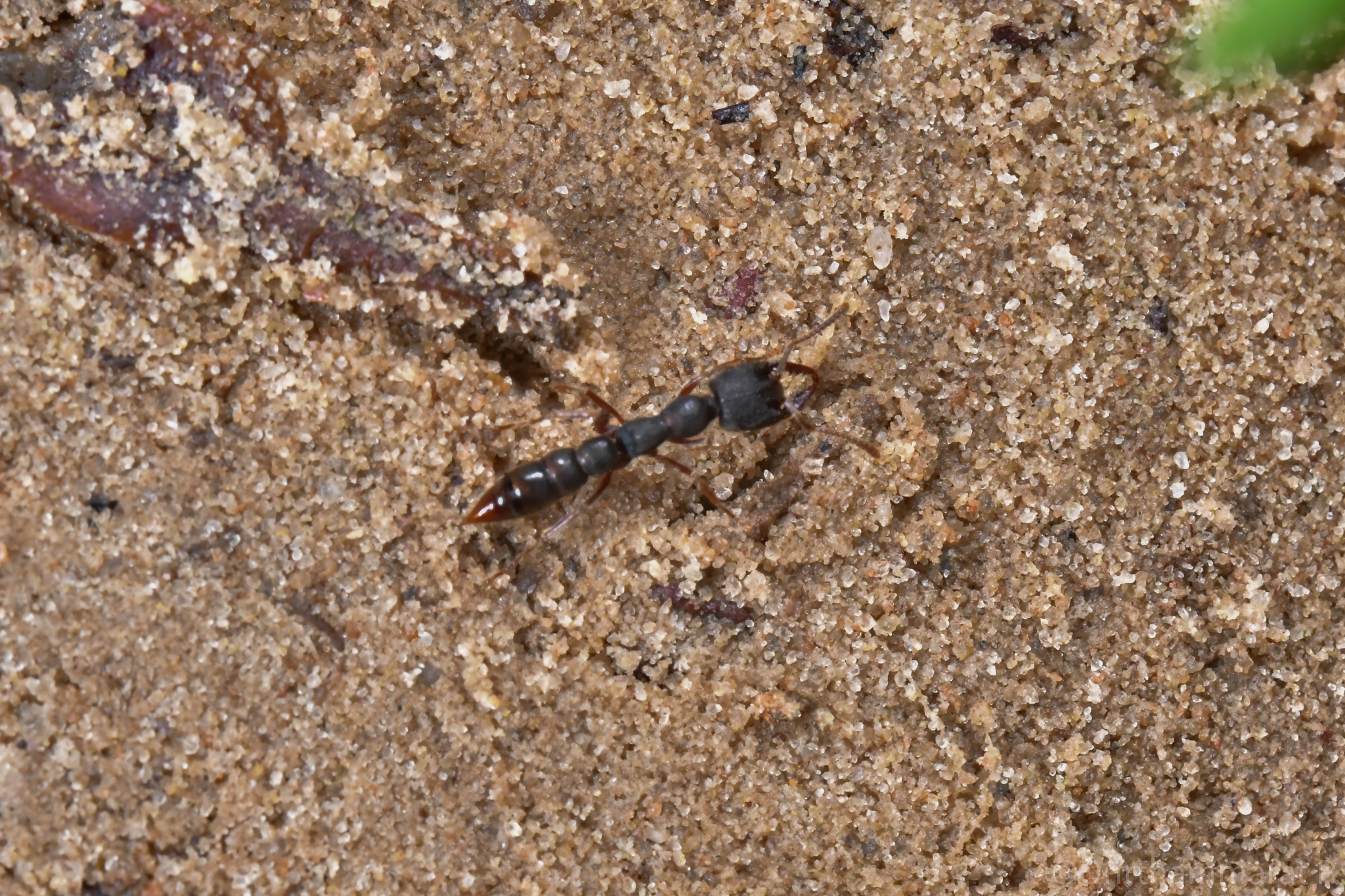 Stigmatomma reclinatum