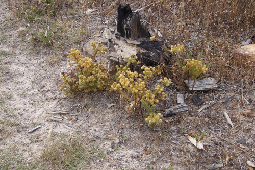 Image of Thesium scabrum by (c) Tony Rebelo, some rights reserved (CC BY-SA)
