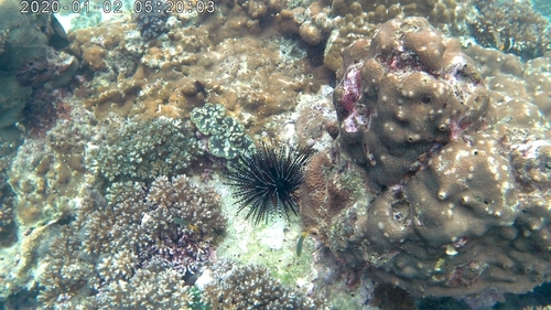 Banded Sea Urchin (Echinothrix calamaris)