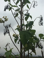 Smallanthus pyramidalis