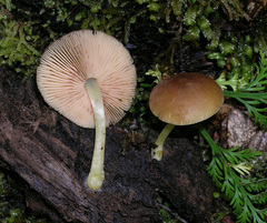 Pluteus pauperculus