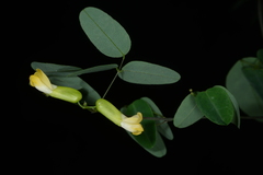 Dumasia truncata