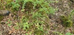 Dichanthelium microcarpon