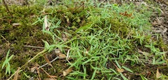 Dichanthelium microcarpon