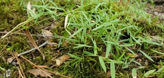 Dichanthelium microcarpon