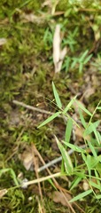Dichanthelium microcarpon