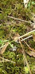 Dichanthelium microcarpon
