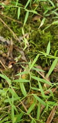 Dichanthelium microcarpon