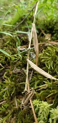 Dichanthelium microcarpon