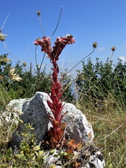 Sempervivum marmoreum