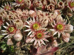Sempervivum marmoreum