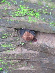 Phyllostomus hastatus