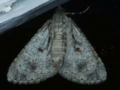 Lipogya eutheta