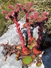 Sempervivum marmoreum