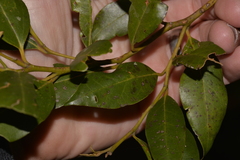 Cryptocarya nova-anglica