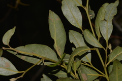 Cryptocarya nova-anglica