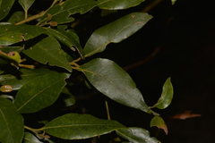Cryptocarya nova-anglica