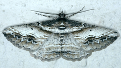 Syneora euboliaria