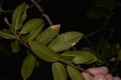 Elaeocarpus holopetalus