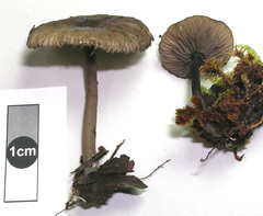 Pseudoclitocybe foetida