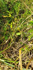 Lysimachia radicans
