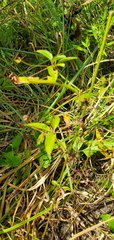 Lysimachia radicans