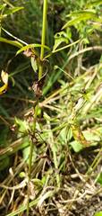 Lysimachia radicans