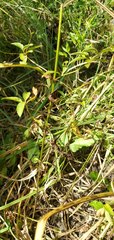 Lysimachia radicans