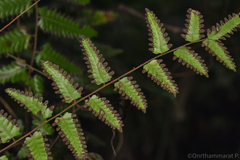 Lygodium polystachyum