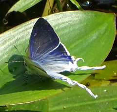 Hypolycaena