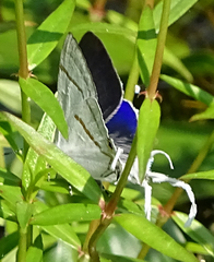 Hypolycaena