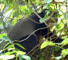 Cercopithecus mitis stuhlmanni