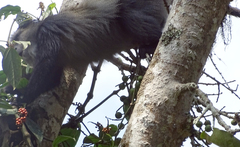 Cercopithecus mitis stuhlmanni